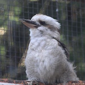 Kookaburra