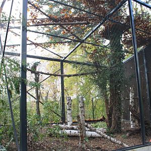 European eagle-owl aviary