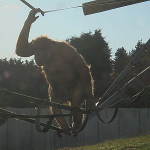 Chocolate chimp Coco.