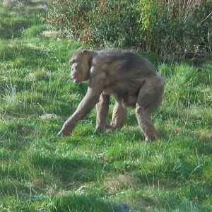 Chocolate chimp Coco.