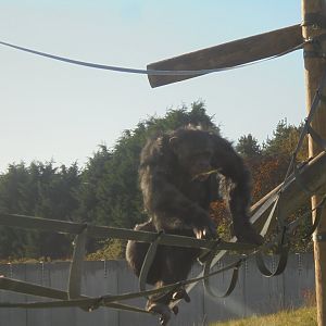 Chimpanzee male Kibale(?)