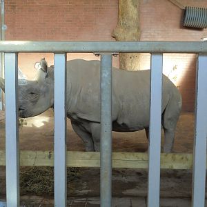 Single Black rhino female.