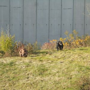 The great wall of Twycross.