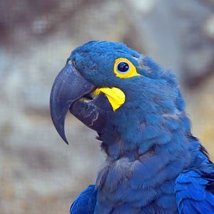 Lear´s macaw, 19.10.2019