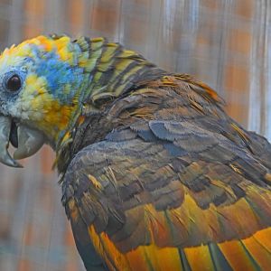 St. Vincent amazon, 19.10.2019