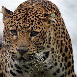 Javan leopard, 19.10.2019