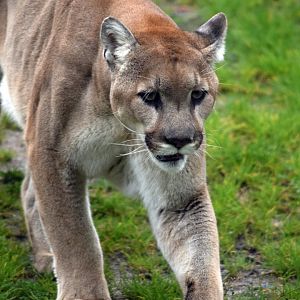 Montana puma, 19.10.2019