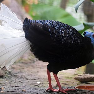 Bulwer´s pheasant, 19.10.2019