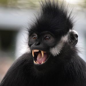 Francois´ langur, 19.10.2019