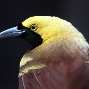 Lesser bird of paradise, 19.10.2019