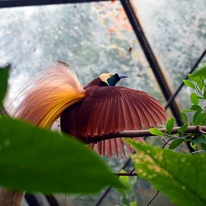 Greater bird of paradise, 19.10.2019