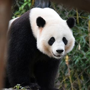 Giant panda, 19.10.2019