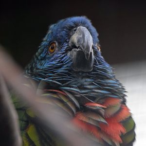 St. Lucia amazon, 19.10.2019