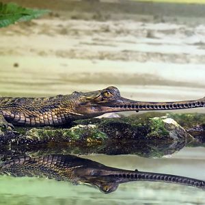 Gharial, 19.10.2019