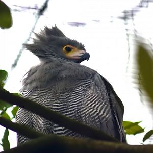 Gymnogene, 19.10.2019