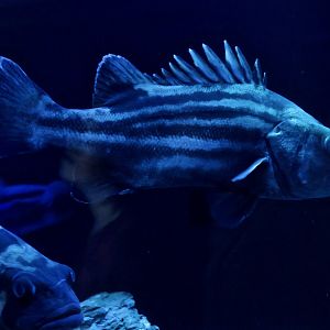 Stereolepis doederleni