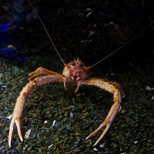 Squat Lobster (Cervimunida princeps)