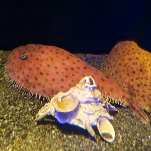 Sea Toad (Chaunax abei)