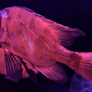 Longfinned Bullseye (Cookeolus japonicus)