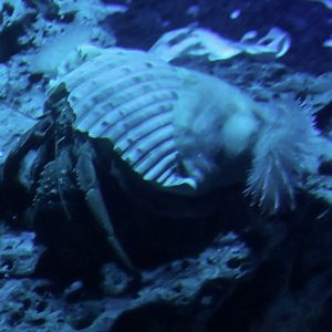 Hermit Crab (Dardanus arrosor)