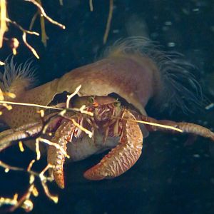 Deep-Sea Hermit Crab