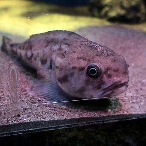 Fathead (Ebinania brephocephala)