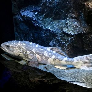 Skilfish (Erilepis zonifer)