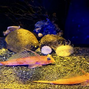 Red Dragonet (Foetorepus altivelis)