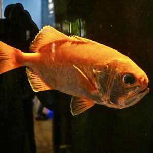 Big Roughy (Gephyroberyx japonicus)