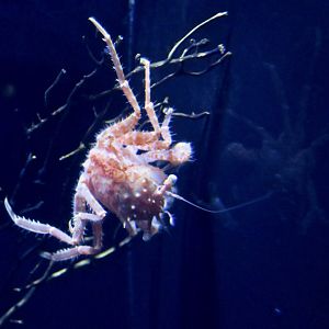 Homolid crab (Homola orientalis)