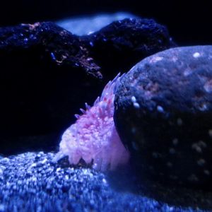 Deep Sea Cucumber (Laetomogone maculata)