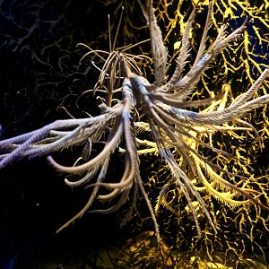 Japanese Sea Lily (Metacrinus rotundus)