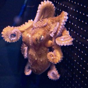 Deep Sea Octopus (Octopus tenuicirrus)