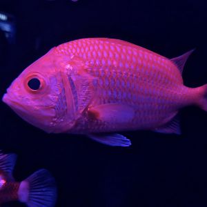 Japanese Soldierfish (Ostichthys japonicus)