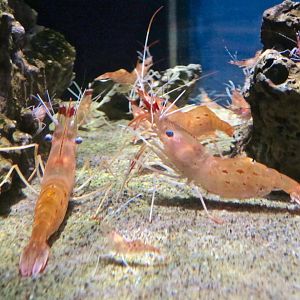 Botan Shrimp (Pandalus nipponensis)