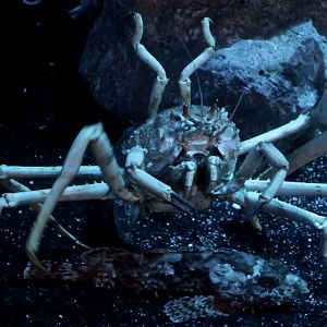 Angry-looking crab! (Paromola macrochira)