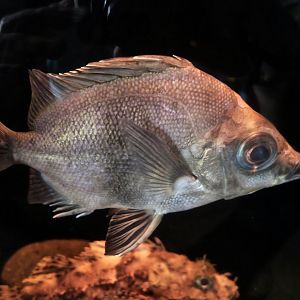 Japanese Armorhead (Pentaceros japonicus)