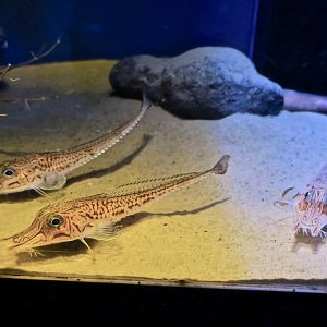 Armored Sea Robin (Peristedion orientale)
