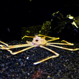 Crazy legs! (Platymaia alcocki)