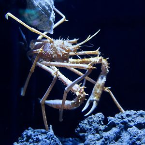 Pleistacantha moseleyi