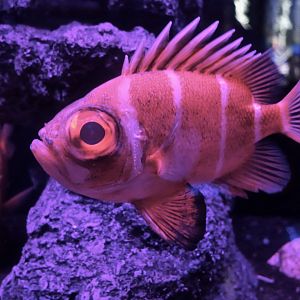 Blackfringe Bigeye (Pristigenys refulgens)