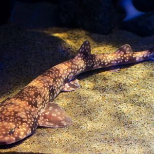 Izu Catshark (Scyliorhinus tokubee)