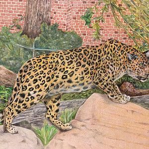 Kolya pencil drawing