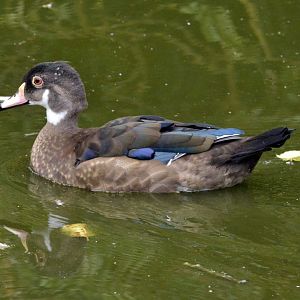 Eclipse male wood duck.