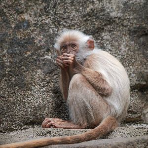 White Indo-Chinese silver langur