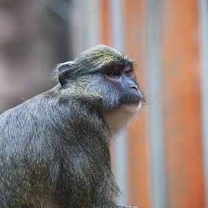 Allen's swamp monkey