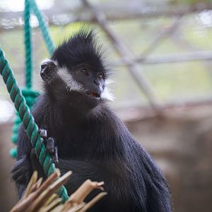 François' langur