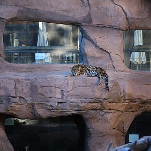 jaguar exhibit