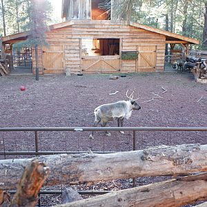 reindeer exhibit