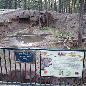 beaver exhibit